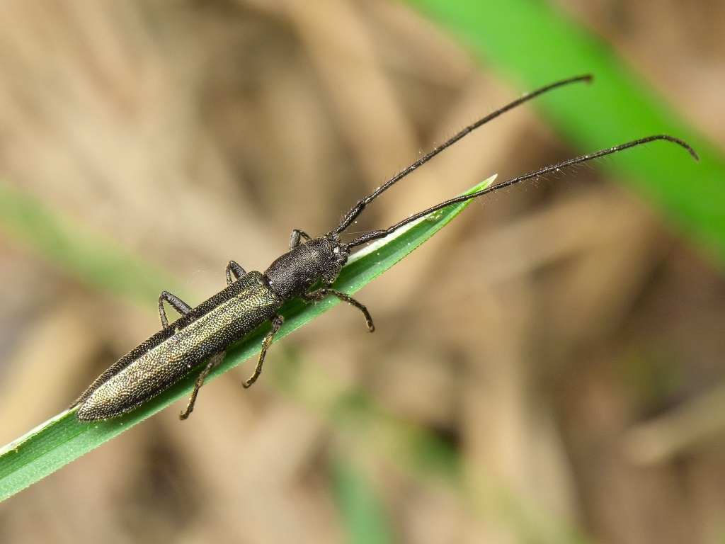 Theophilea subcylindricollis Hladil, 1988